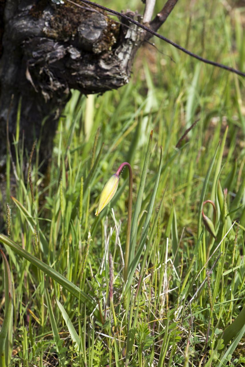 Flore Tulipe de vigne Tul_0090